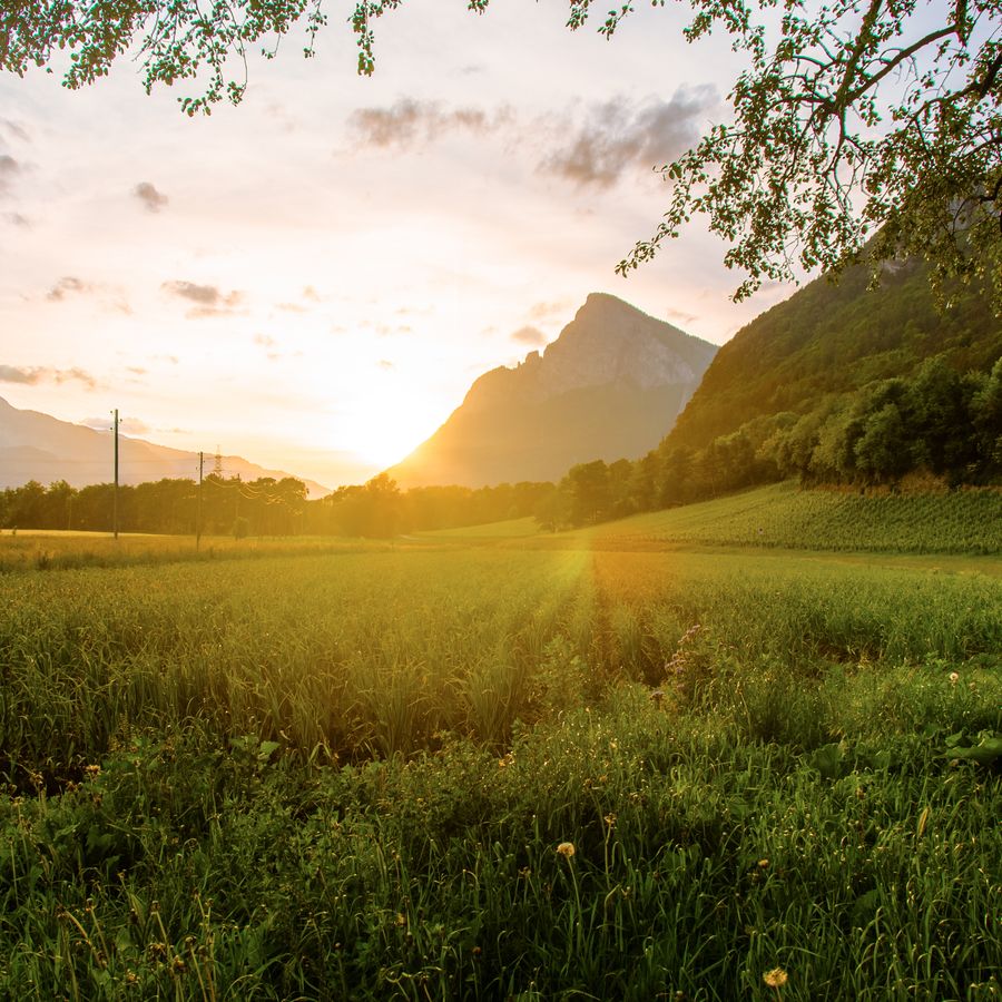 Tatry nad festivalovou lúkou